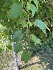 Ampelopsis