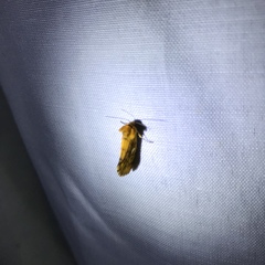 Chrysoecia dela
