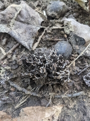 Clavulina cinerea