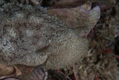 Pleurobranchaea bubala