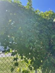 Ampelopsis
