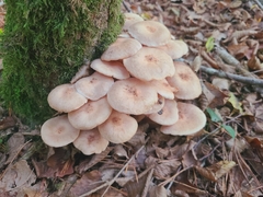 Armillaria socialis