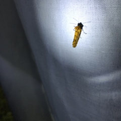 Chrysoecia dela