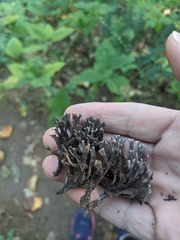 Clavulina cinerea