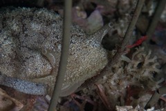 Pleurobranchaea bubala