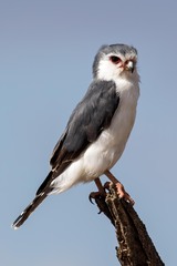 Polihierax semitorquatus