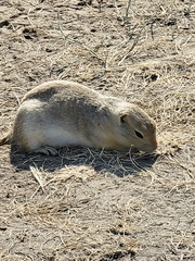 Urocitellus richardsonii