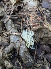 Ramaria