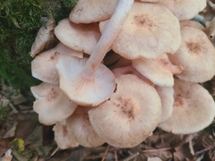 Armillaria socialis