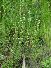 Silene tatarica
