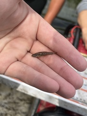 Etheostoma microperca
