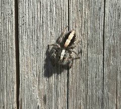 Megafreya sutrix