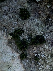 Dicranum montanum