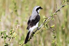 Lanius excubitoroides