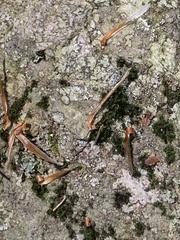 Dicranum montanum