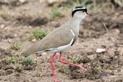 Vanellus coronatus