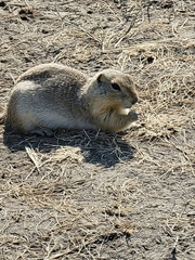 Urocitellus richardsonii