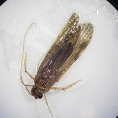 Hydropsychidae