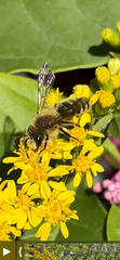 Andrena hirticincta