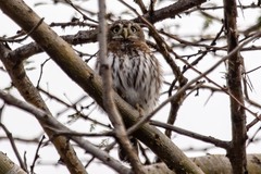 Glaucidium perlatum