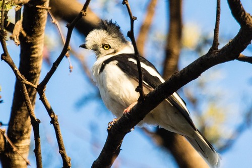 Gray-crested Helmetshrike