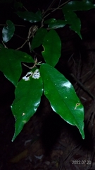 Ficus formosana