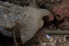 Pleurobranchaea bubala