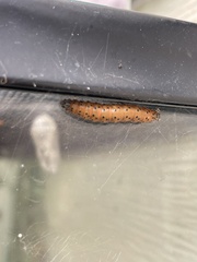 Saucrobotys futilalis