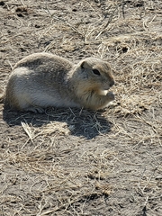 Urocitellus richardsonii