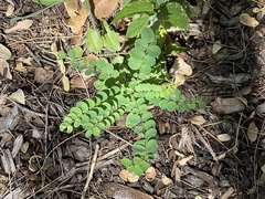 Colutea