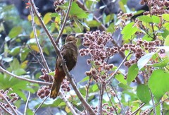 Psarocolius atrovirens