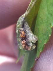 Phylloxera caryaevenae