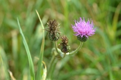 Cirsium canum