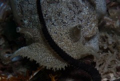 Pleurobranchaea bubala