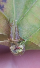Phylloxera caryaevenae