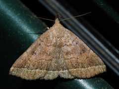 Pechipogo plumigeralis