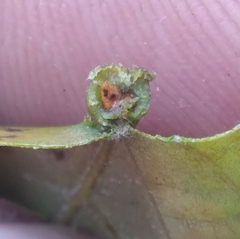 Phylloxera caryaevenae