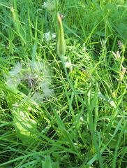 Tragopogon pratensis