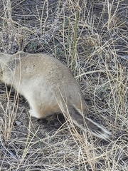 Urocitellus richardsonii