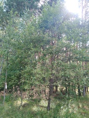 Prunus padus