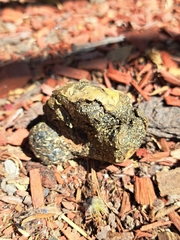 Pisolithus arhizus