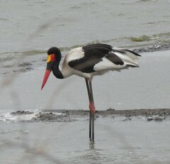 Ephippiorhynchus senegalensis