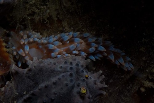 Anteaeolidiella saldanhensis