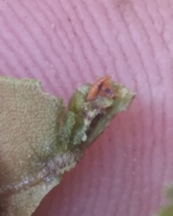 Phylloxera caryaevenae