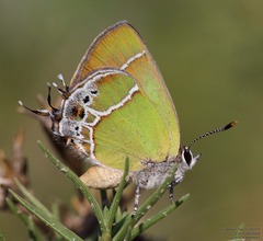 Callophrys xami