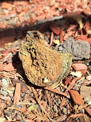 Pisolithus arhizus