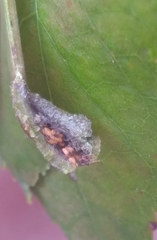 Phylloxera caryaevenae