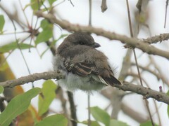 Lanius collaris collaris