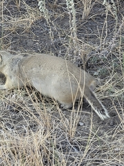 Urocitellus richardsonii