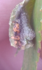 Phylloxera caryaevenae